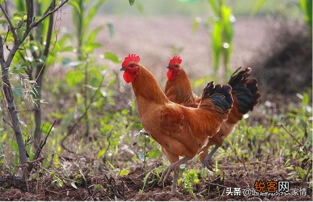 早上母鸡打鸣怎么回事？