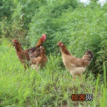 早上母鸡打鸣怎么回事？