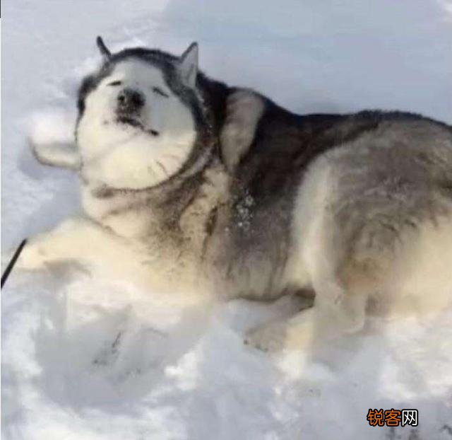 犬的種類有哪些？