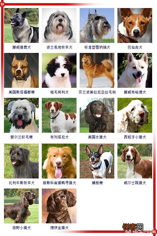现存的狗狗有450多种,常见的有哪些呢？