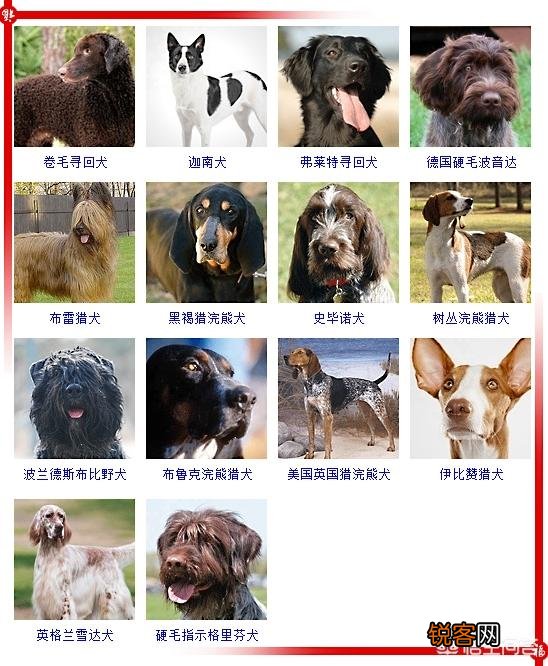 现存的狗狗有450多种,常见的有哪些呢？