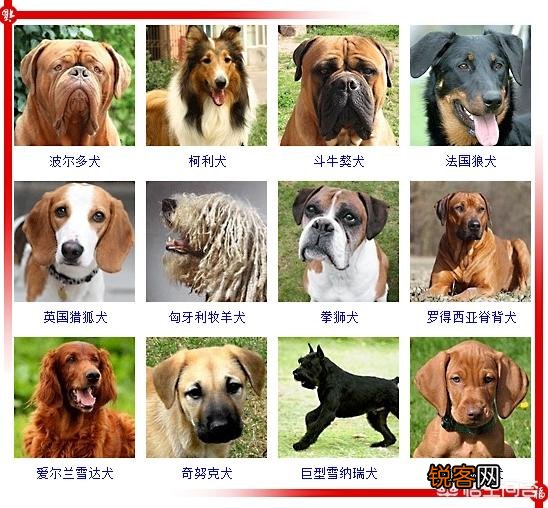 现存的狗狗有450多种,常见的有哪些呢？