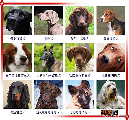 现存的狗狗有450多种,常见的有哪些呢？