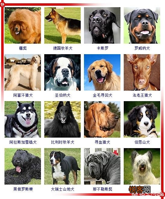 现存的狗狗有450多种,常见的有哪些呢？