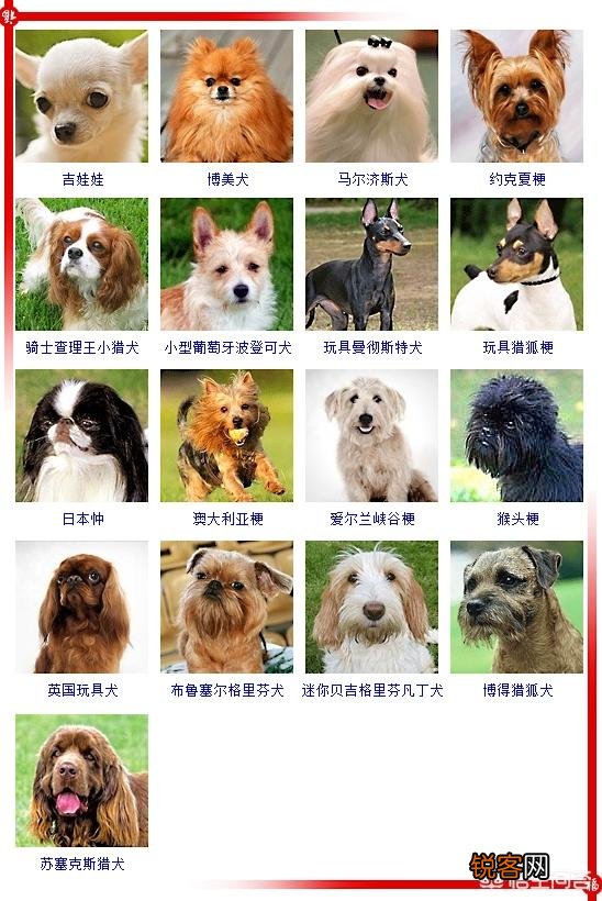 现存的狗狗有450多种,常见的有哪些呢？