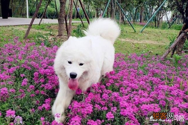 现存的狗狗有450多种,常见的有哪些呢？