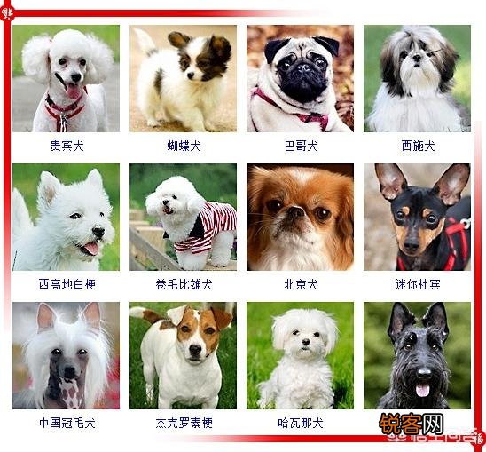 现存的狗狗有450多种,常见的有哪些呢？