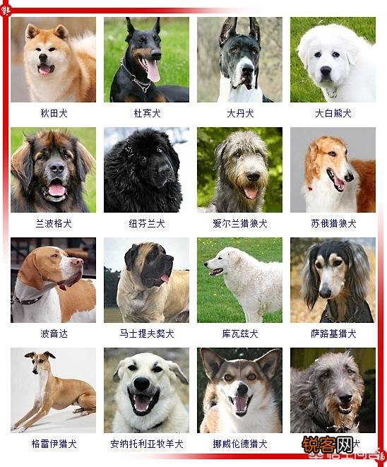 现存的狗狗有450多种,常见的有哪些呢？