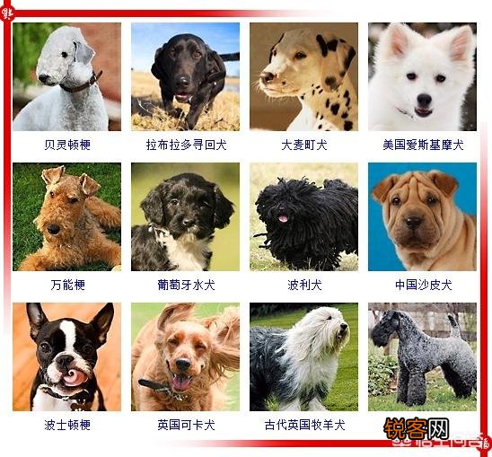 现存的狗狗有450多种,常见的有哪些呢？