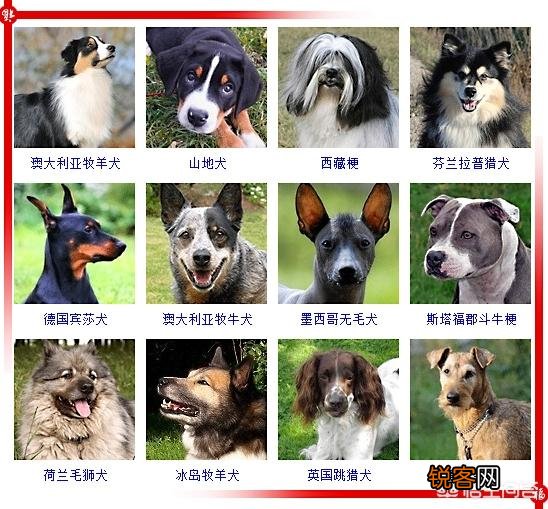 现存的狗狗有450多种,常见的有哪些呢？
