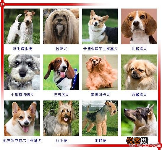 现存的狗狗有450多种,常见的有哪些呢？