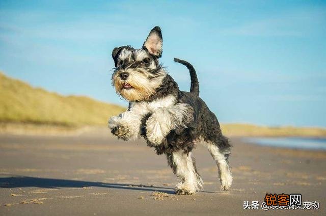 小型犬有哪些好养的,价格又适中的？