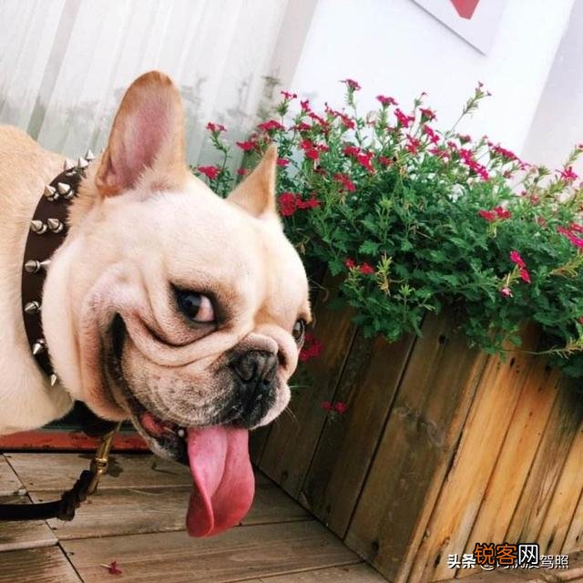 小型犬有哪些好养的,价格又适中的？