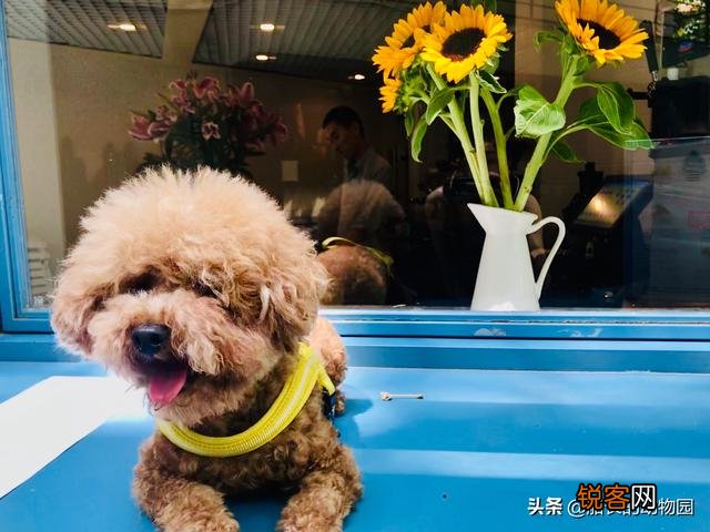 小型犬有哪些好养的,价格又适中的？