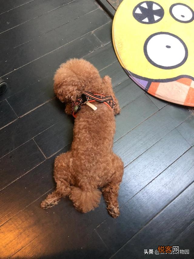 小型犬有哪些好养的,价格又适中的？