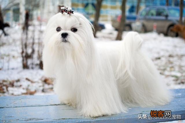 小型犬有哪些好养的,价格又适中的？
