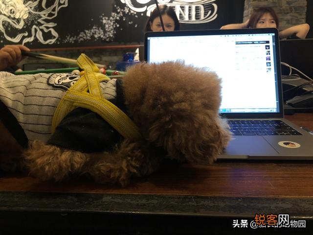 小型犬有哪些好养的,价格又适中的？