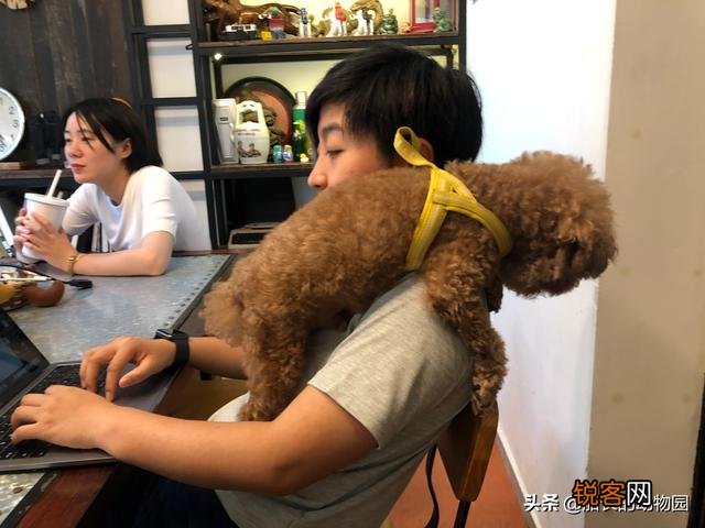 小型犬有哪些好养的,价格又适中的？