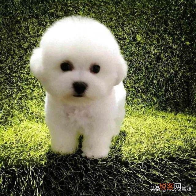 小型犬有哪些好养的,价格又适中的？