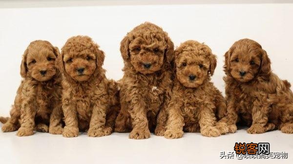 小型犬有哪些好养的,价格又适中的？