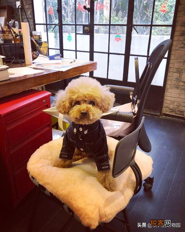 小型犬有哪些好养的,价格又适中的？