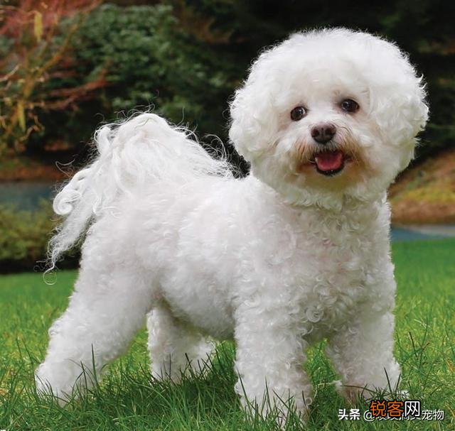 小型犬有哪些好养的,价格又适中的？