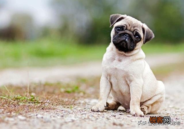 小型犬有哪些好养的,价格又适中的？