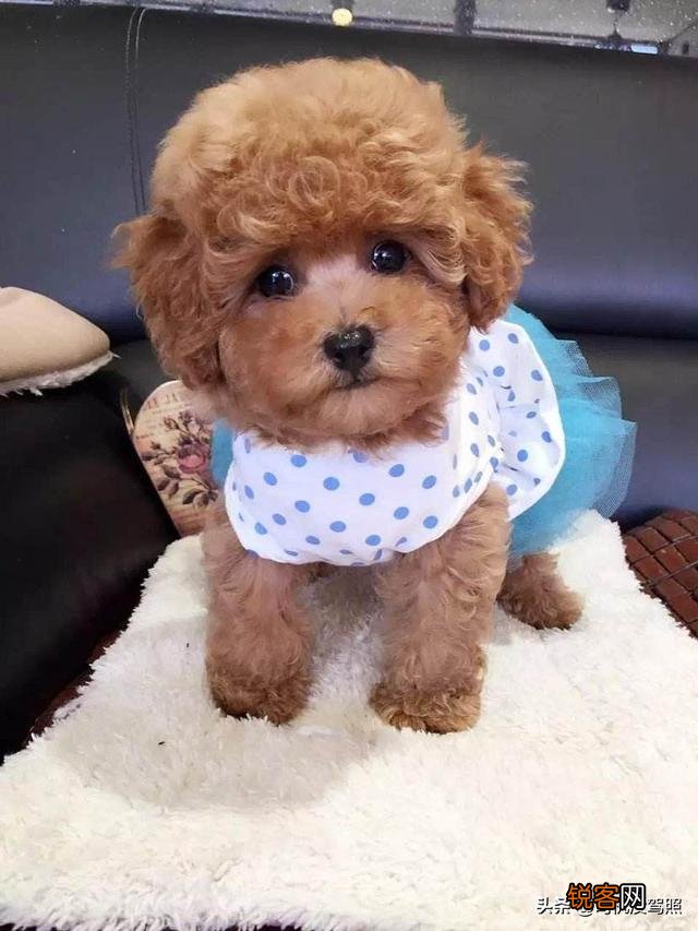 小型犬有哪些好养的,价格又适中的？