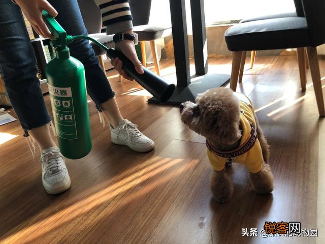 小型犬有哪些好养的,价格又适中的？