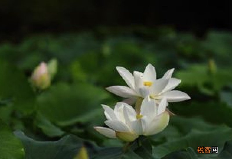越发造句