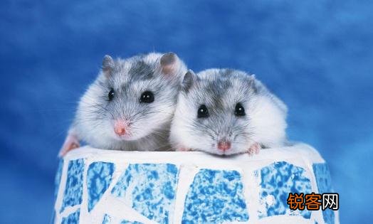 三线仓鼠的简介-三线仓鼠的品种