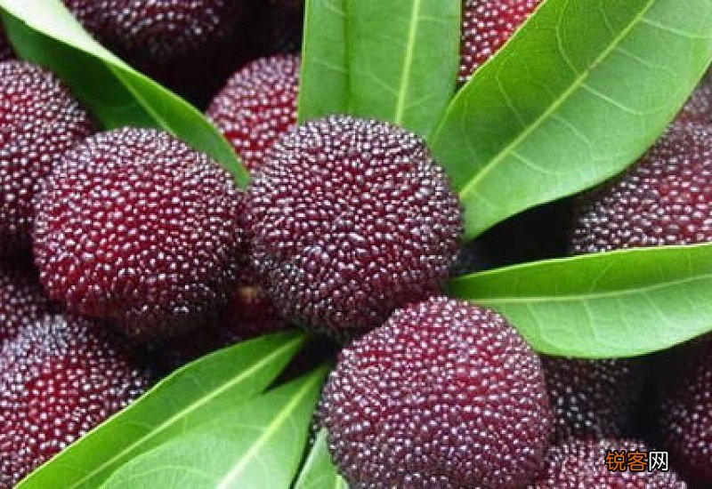 杨梅可以降火吗