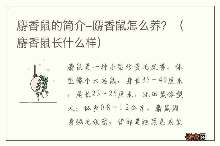 麝香鼠长什么样 麝香鼠的简介-麝香鼠怎么养？