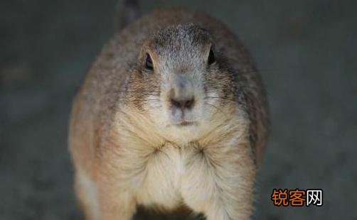 麝香鼠长什么样 麝香鼠的简介-麝香鼠怎么养？