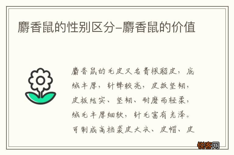 麝香鼠的性别区分-麝香鼠的价值