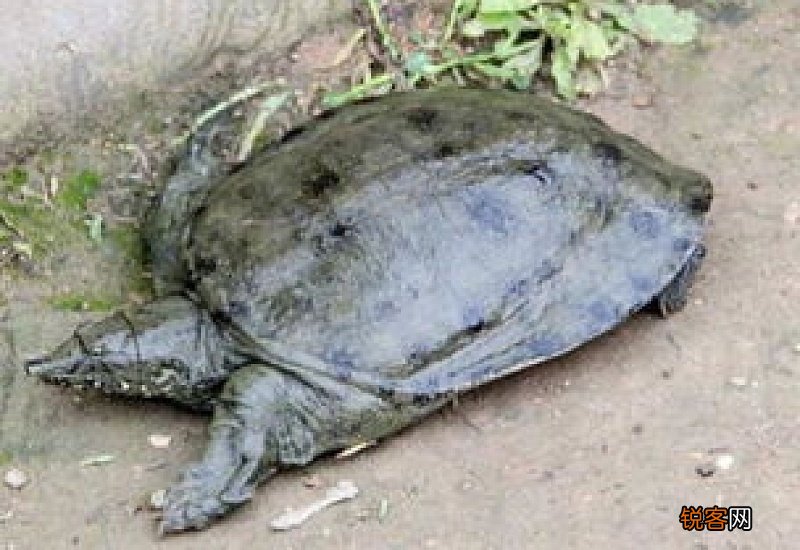 甲鱼死了二天可以炖汤么