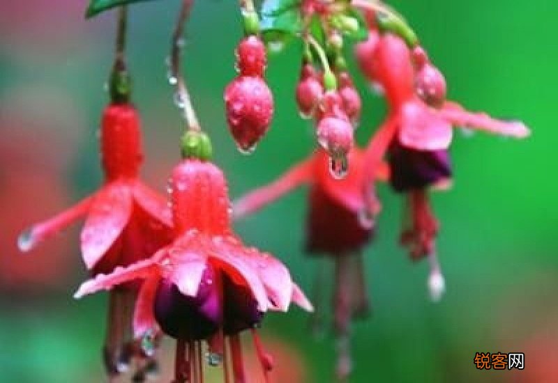 吊钟花怎么养殖方法水培 吊钟花怎么水养