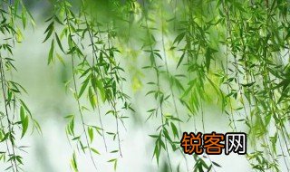 杨柳有什么精神品质 杨柳的精神品质介绍
