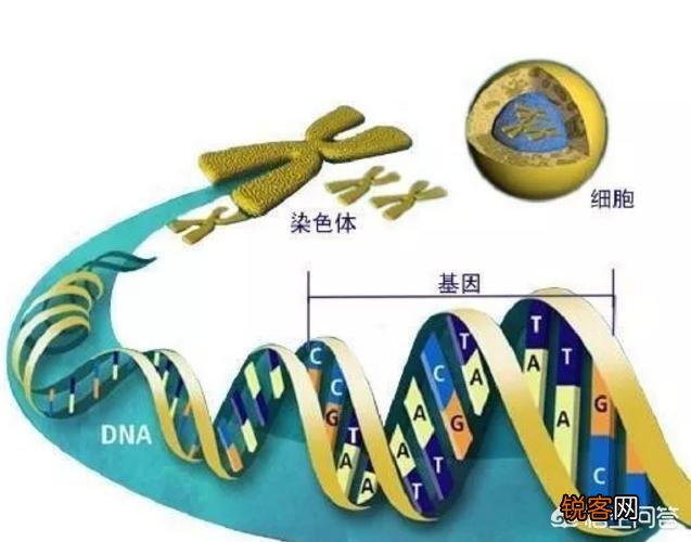 父亲的智商高,妈妈的智商低,生出来的孩子会怎样？