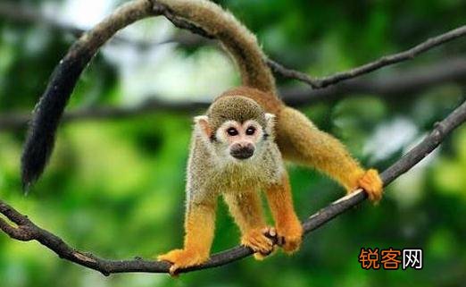 松鼠猴怎么养？松鼠猴的习性 松鼠猴作宠物