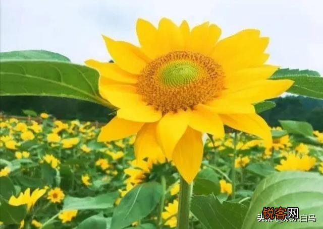 有没有很励志正能量的句子？