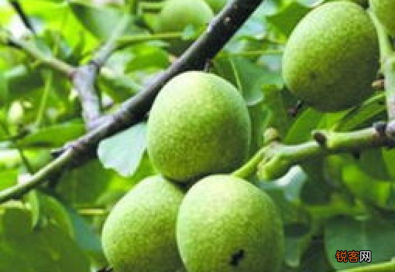 核桃能治疗什么病 有哪些能治病的核桃配方