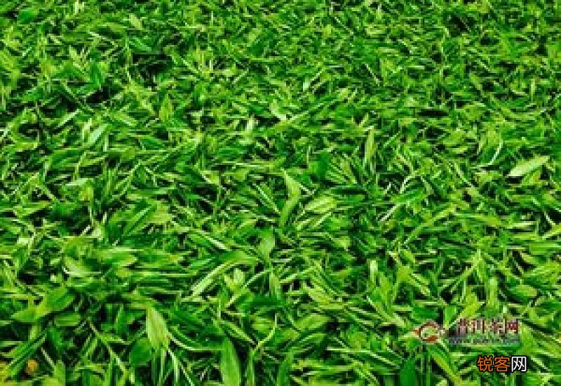 绿茶和菊花泡的禁忌
