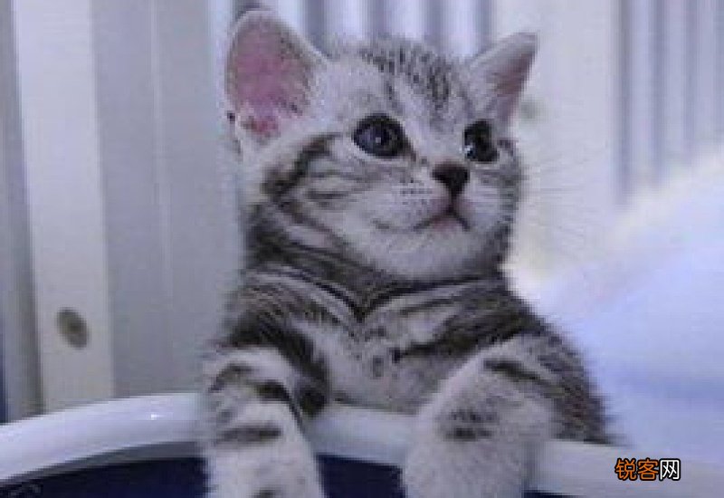 猫咪为什么会呕吐黄水