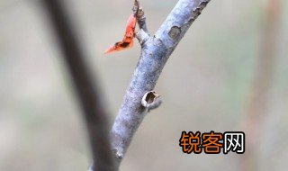 落叶聚还散寒鸦栖复惊的意思 落叶聚还散寒鸦栖复惊解释