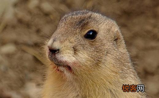 土拨鼠的简介-土拨鼠的生活习性