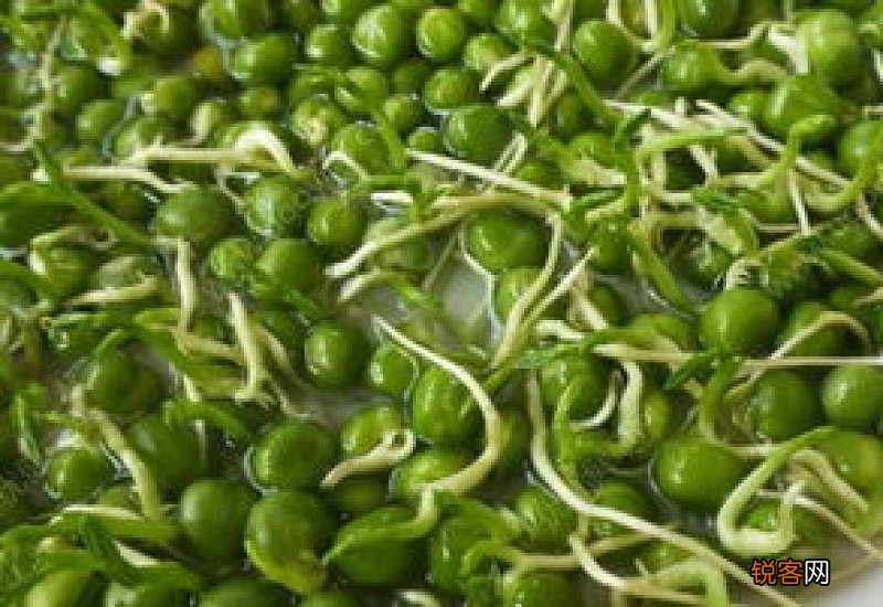 青豌豆发芽了怎么种