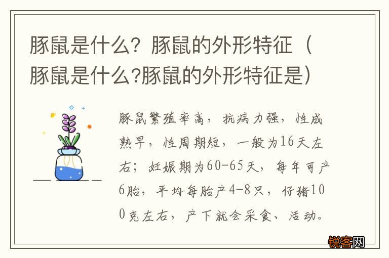 豚鼠是什么?豚鼠的外形特征是 豚鼠是什么？豚鼠的外形特征