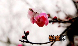 雪梅古诗其二 雪梅其二全文及译文