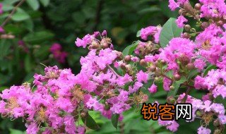 紫薇花杜牧介绍 紫薇花杜牧的介绍